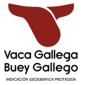 Vaca Gallega y Buey Galicia